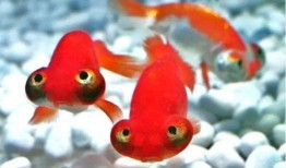 春节新金鱼爆料视频,春节爆红视频背后的故事