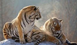 虎虎大爆料完整视频,揭秘视频背后的惊人真相与精彩瞬间